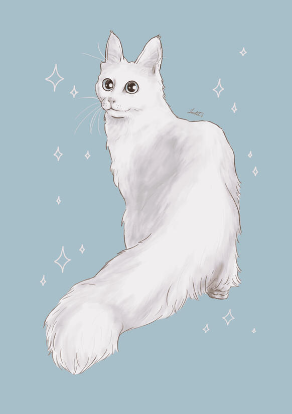 Turkish angora